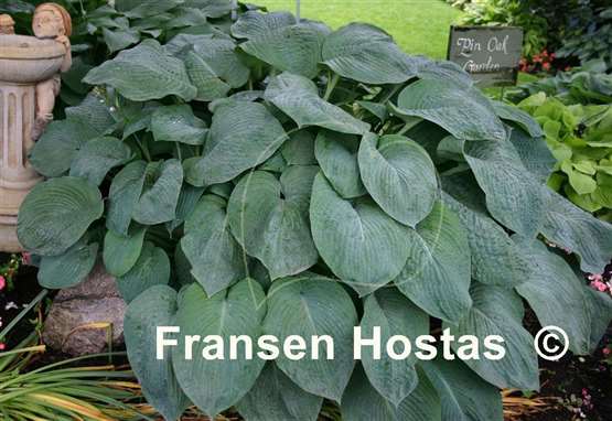Hosta American King of the Woods